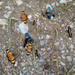 butterflies-bike-tour