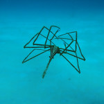diving-course-spider